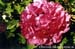 Rockii Peony: PING DING ZHUANG YUAN